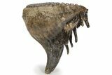 Fossil Woolly Mammoth Lower M Molar - Nice Roots #238752-2